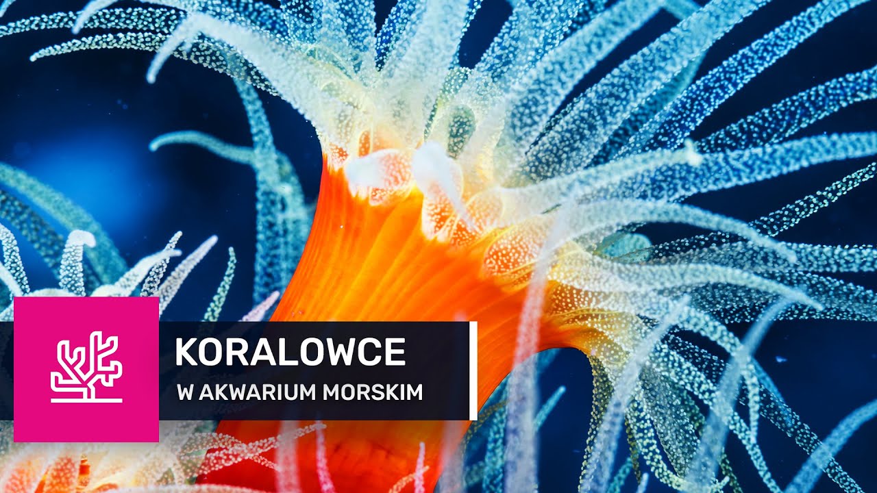 79. Koralowce w akwarium morskim - RODZAJE KORALOWCÓW