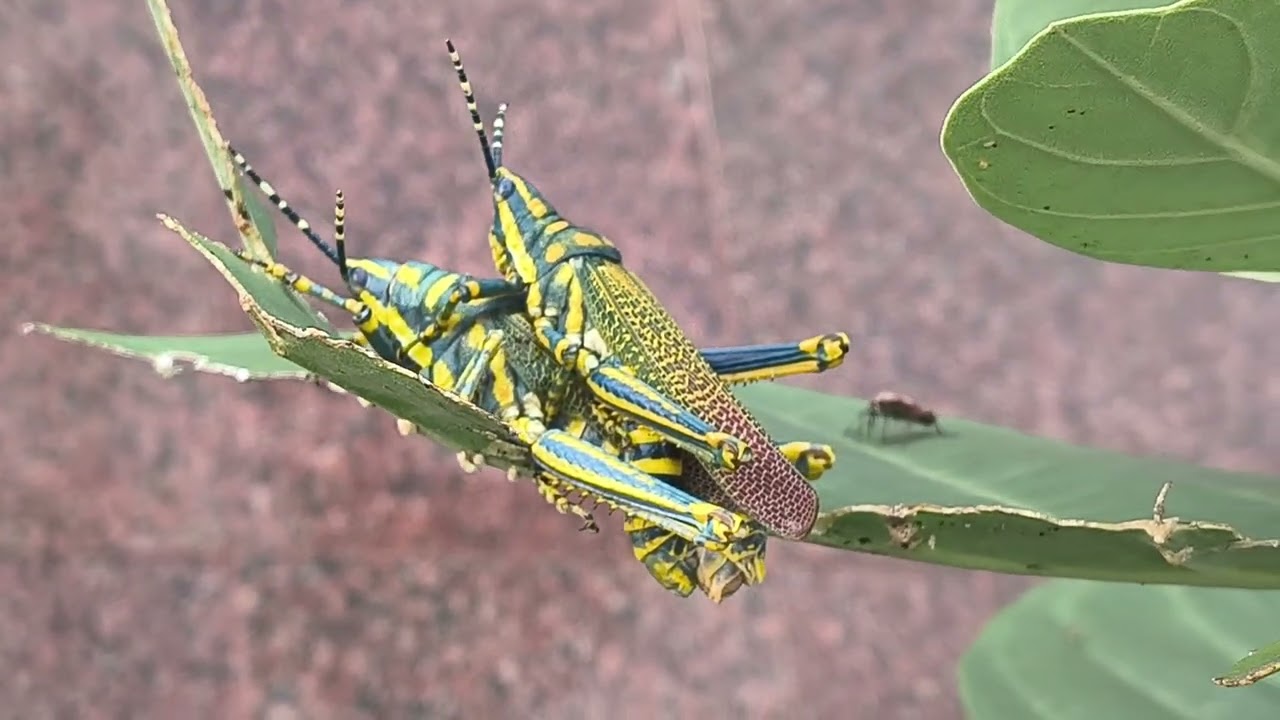 ঘাসফড়িংয়ের জীবন , পোকামাকড়ের আচরণ Grasshopper Life  | Insect Behaviour