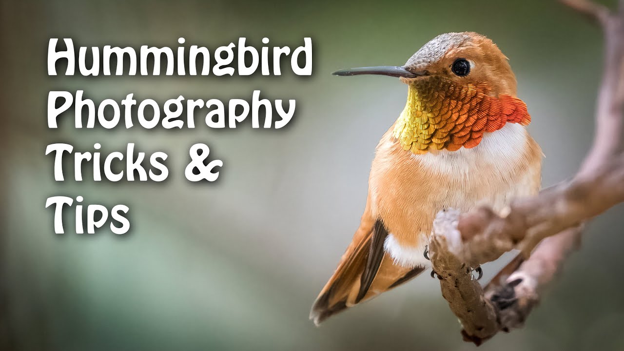 hummingbird photography tips. How to. the complete process.