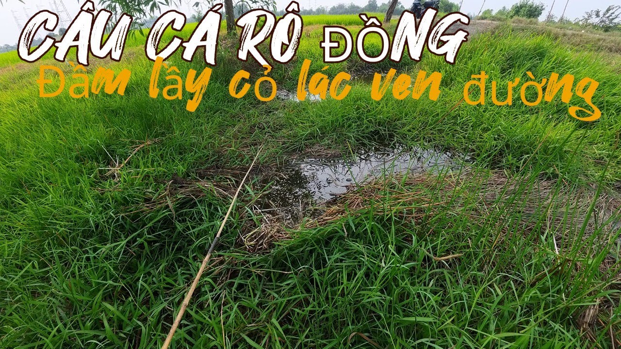 ĐI CÂU CÁ RÔ ĐỒNG 
