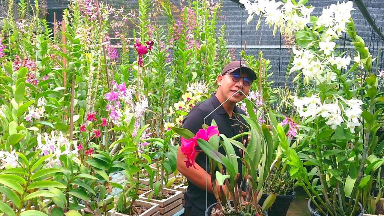 Ready berbunga Anggrek koleksi sultan Indonesia rimbun2, Cattleya, encyclia, dendro murah ada? 