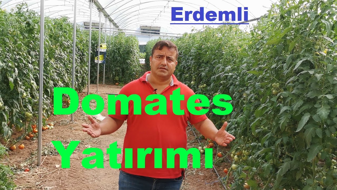 Mersin  Seraları - Serada Domates Yetiştirmek - Domates Yatırımı
