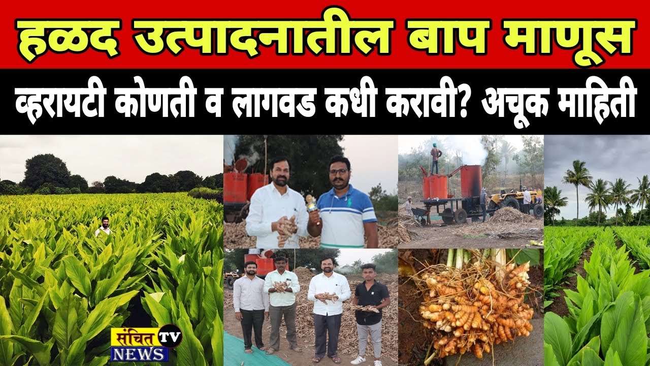सुधारित पद्धतीने हळद लागवडीपासून ते काढणीपर्यंत अचूक माहिती | हळदीतील अंतर, खते, किड व रोग नियत्रंण