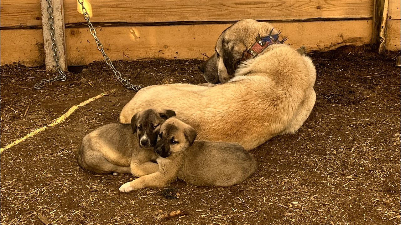 Yeni Kangal yavrusu aldım~köpeklere gençlik aşısı yaptım~ördekleri saldım #kangal #animals #köpek 