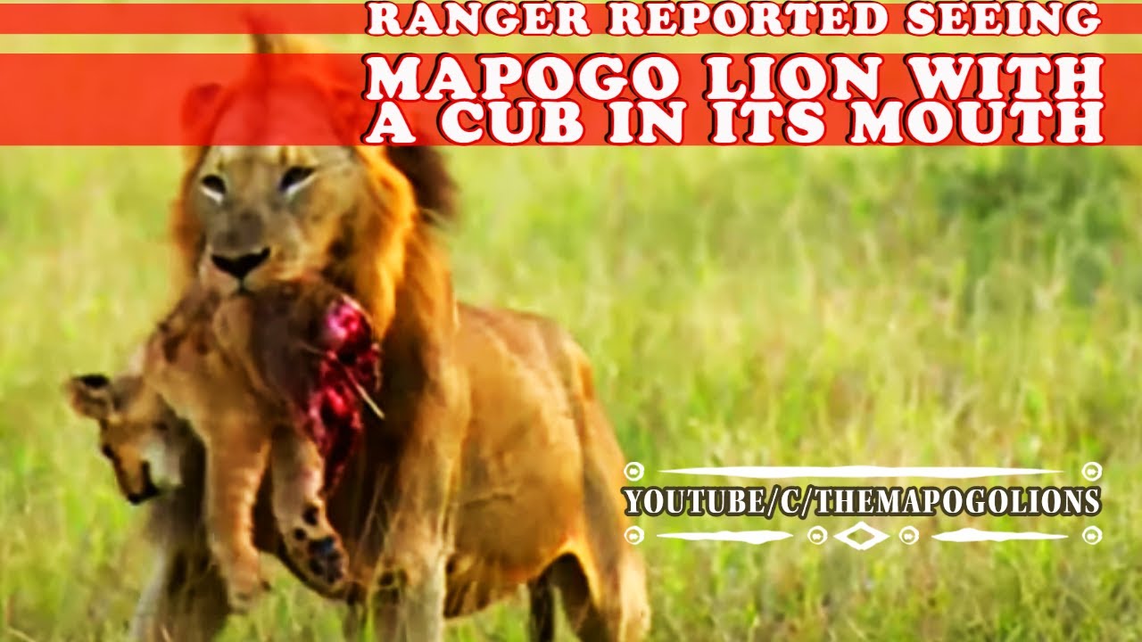 Mapogo Lions brutal attack on Styx Pride