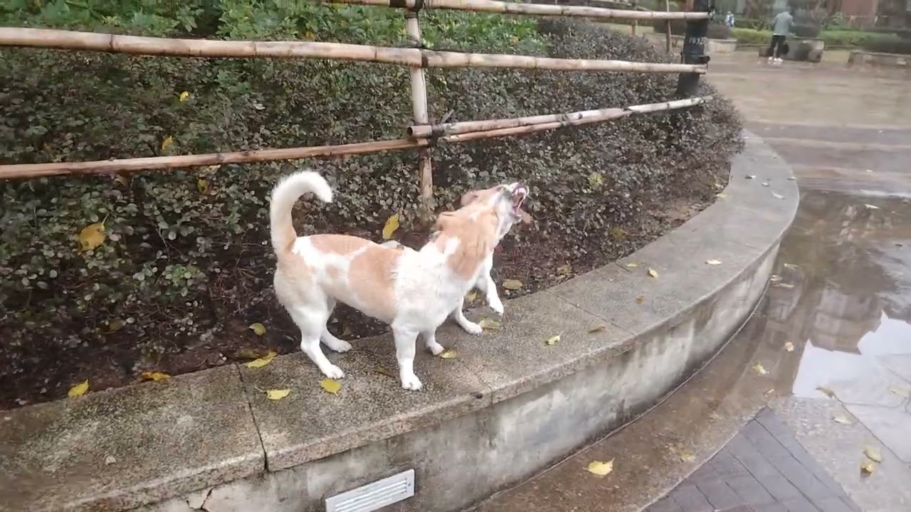 #jackrussellterrier Nala and Dingding playing around. #cute #livinginchina #animals #qingyuan 