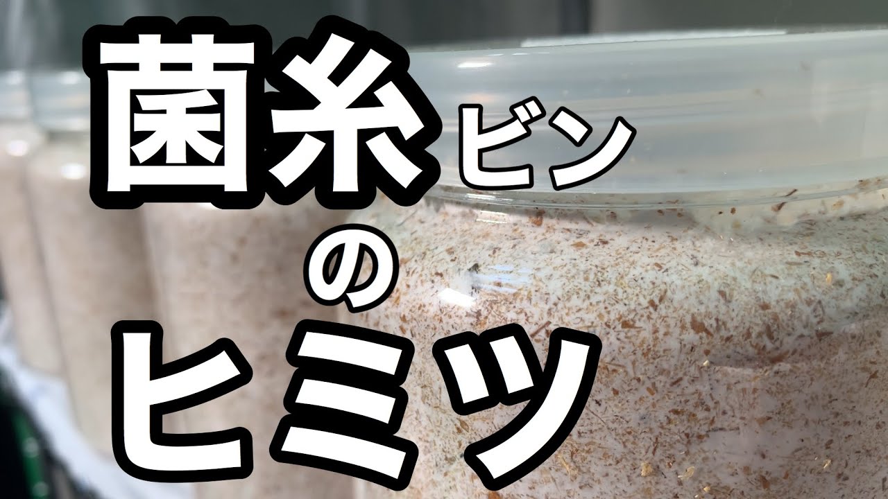 【後編】菌糸選びは○○が重要‼オオクワガタを年間300匹飼育するブリーダーが解説‼