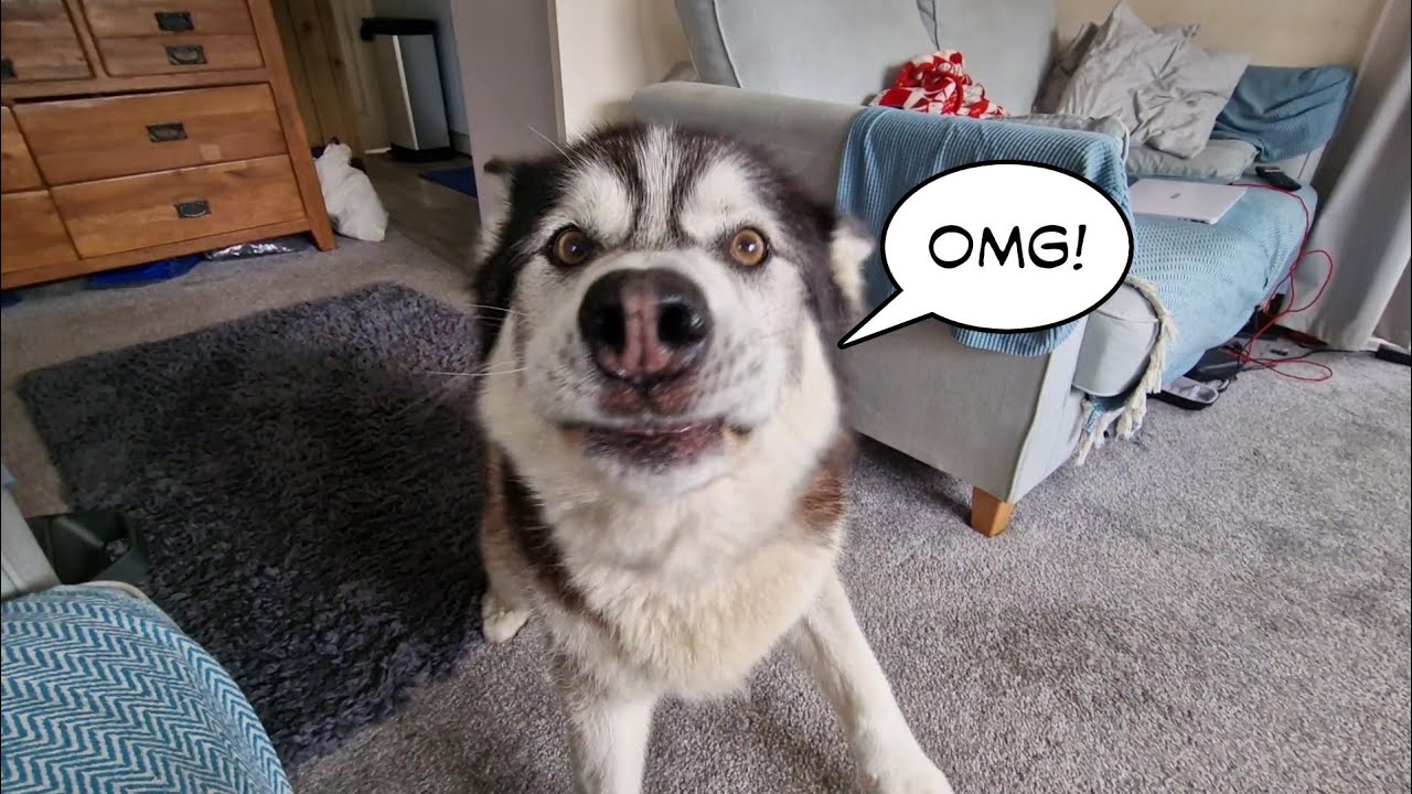 Husky Finally Gets The Sleepover He's Always Wanted!