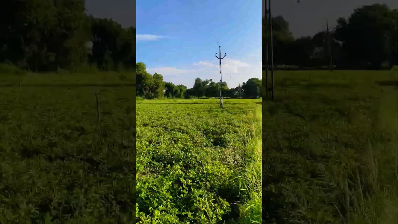 #gamdu #farming #farmer #shortvideo #shorts #viral #viralvideos #video #banaskantha #gujarat