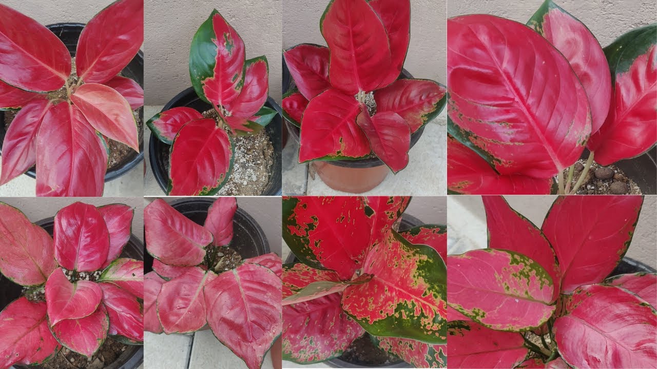 My Red Variety Aglaonema Collections | Jaipong, Suksum, Congo, Thai, Venus, Chilli, Diamond, Narrow