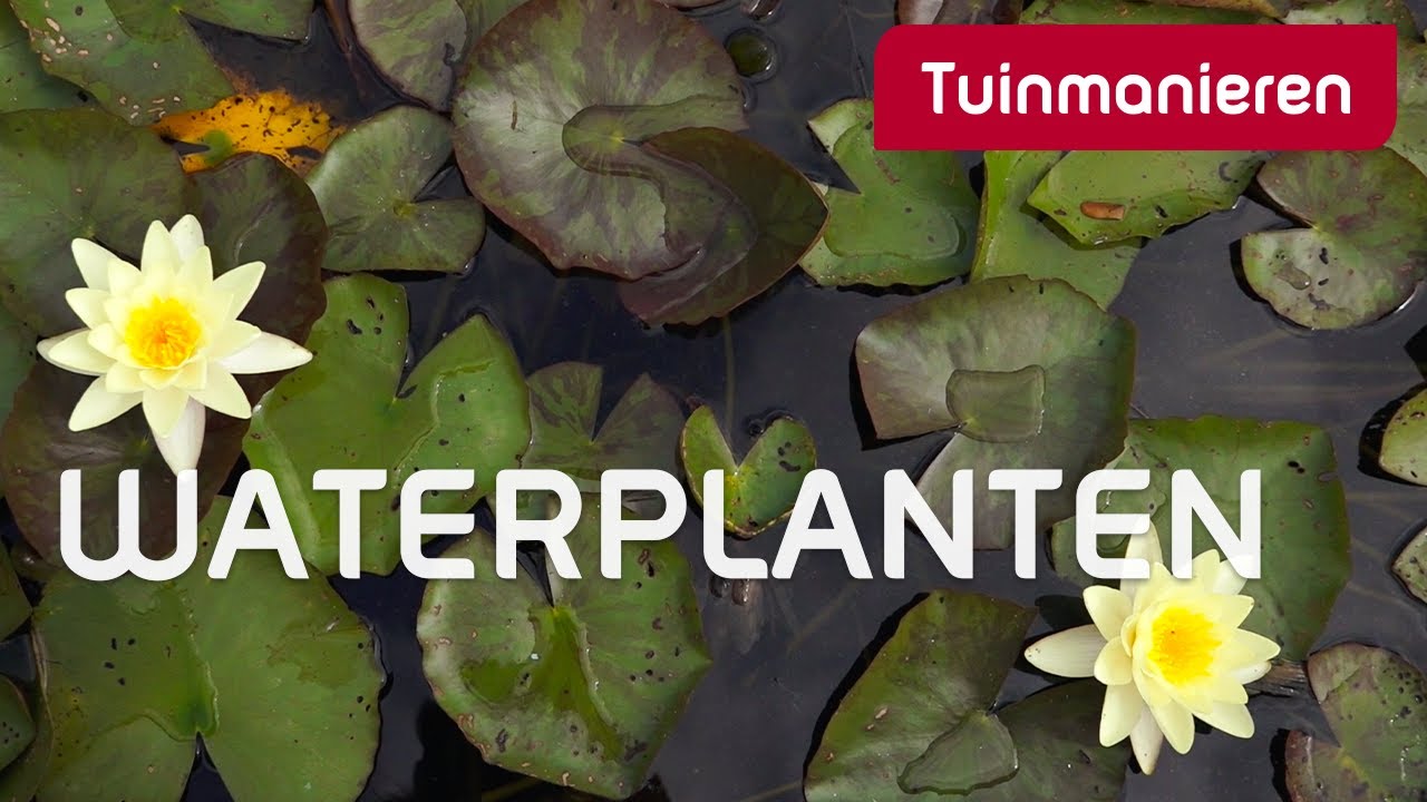 Welke waterplanten zijn er zoal? | Vijver | Tuinmanieren