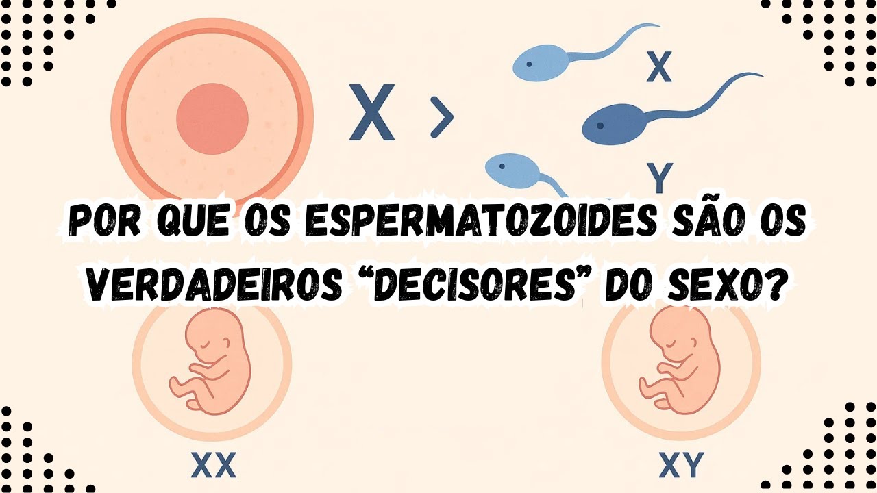 Por que os espermatozoides são os verdadeiros “decisores” do sexo?