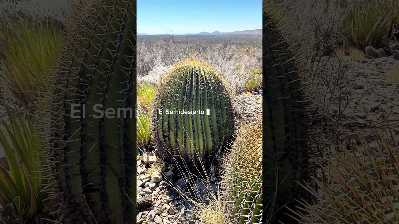 El Semidesierto Zacatecano y su biodiversidad #zacatecas #mazapil #bosques  #semidesierto