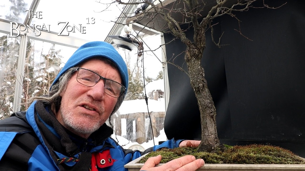 Pruning My American Elm, The Bonsai Zone, Feb 2026