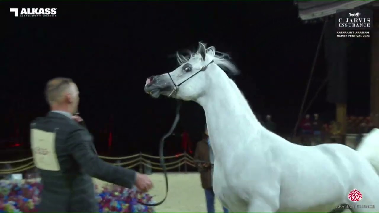 N 213 EXCALIBUR E A    Katara Int  Arabian Horse Festival 2023   Stallions 11+ Years Old Class 12