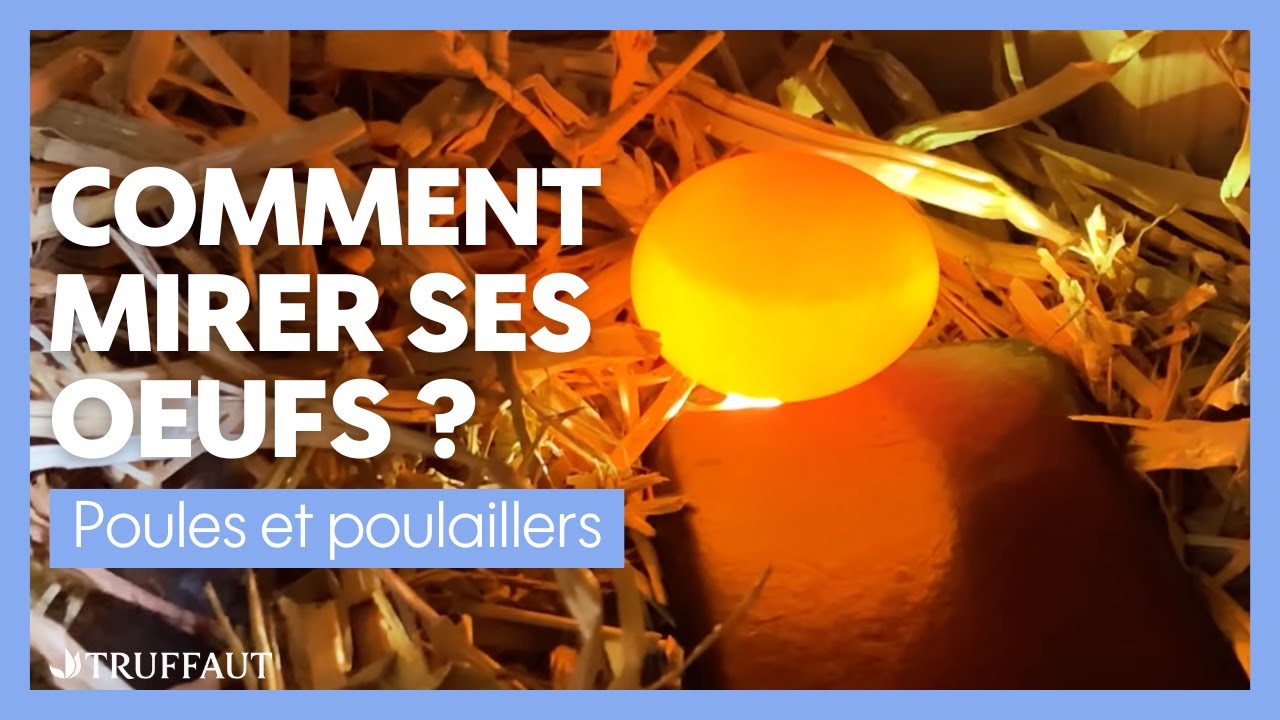 Comment mirer ses oeufs ? - Truffaut