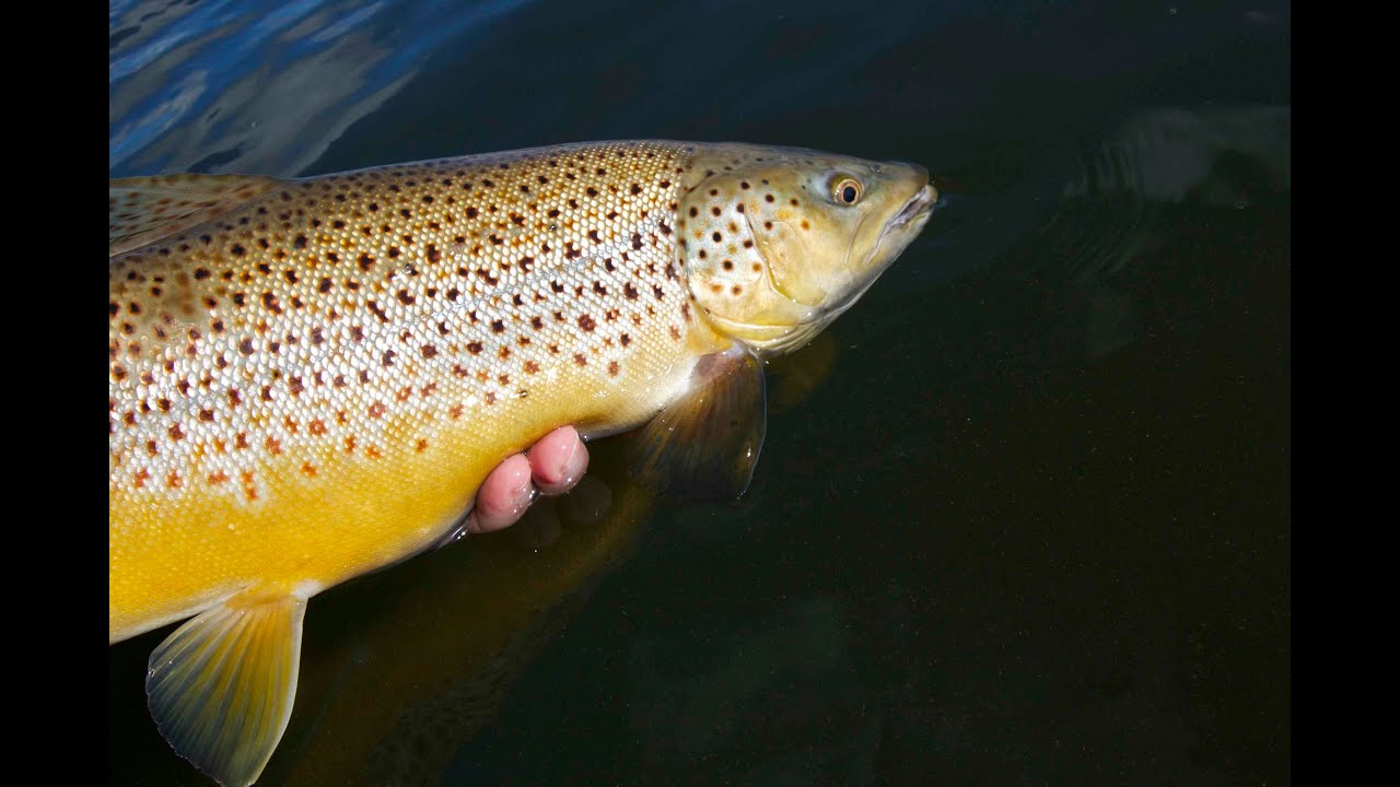 Giant Trout of the Parklands | Russell Inn
