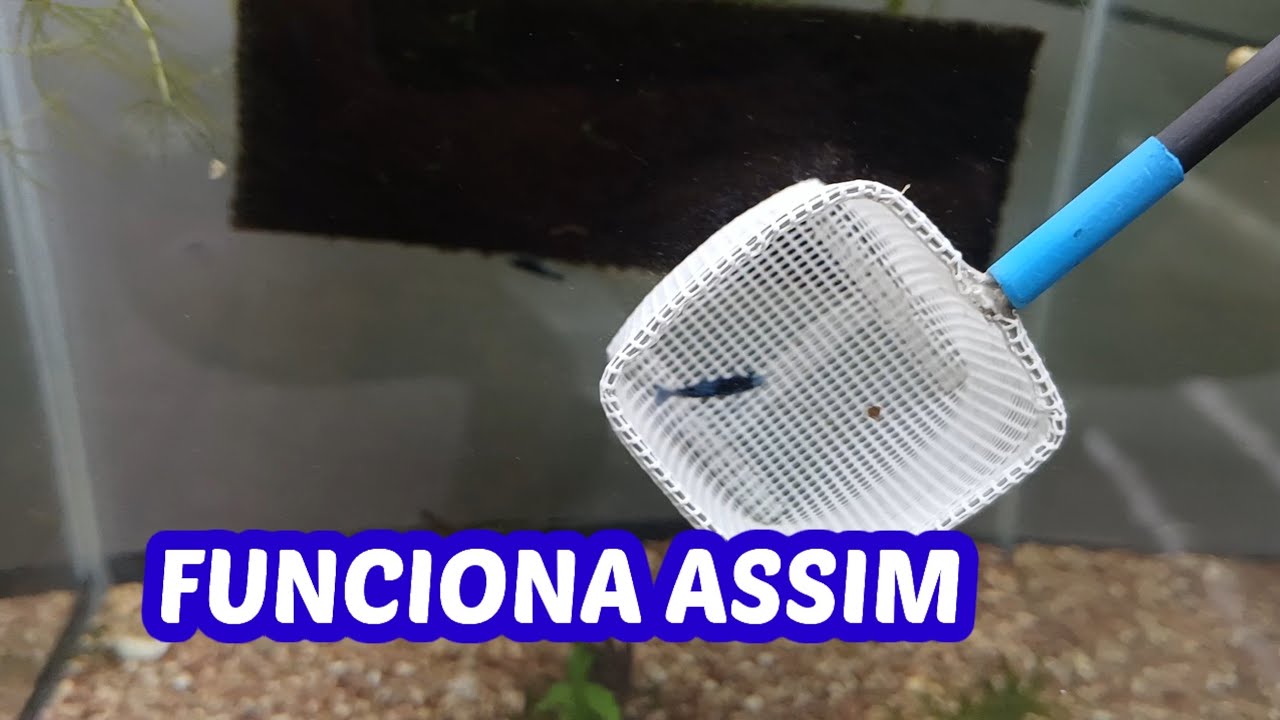 COMO FAÇO ENVIO DE CAMARÕES   