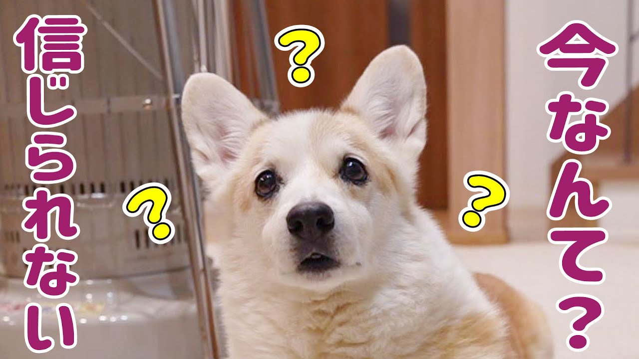 愛犬にめちゃくちゃ疑われました...なんか、ごめん！