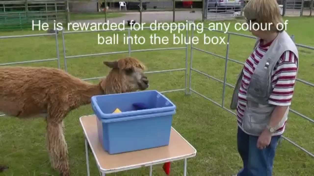 Clicker-trained alpaca learning his colours