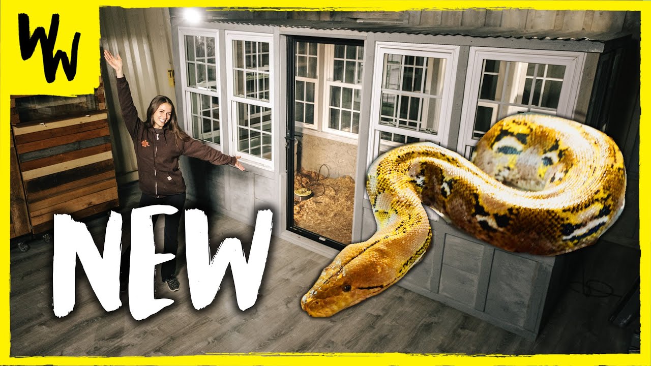 I UPGRADED My GIANT Snake’s Enclosure to Make Her Happy
