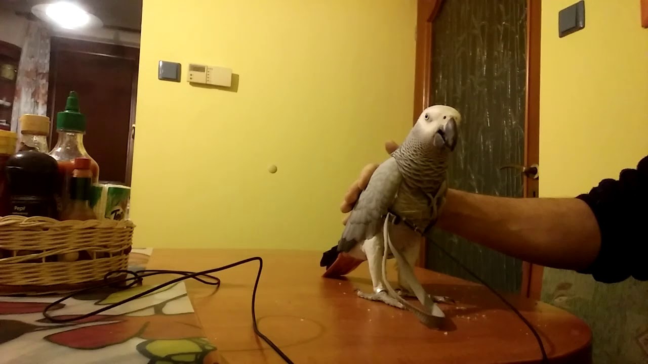Proč mě kouše můj papoušek