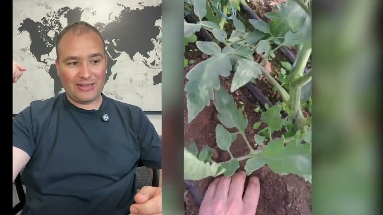 Як спрацював гербіцид на цибулі. Кукурудза в теплиці. Розкачуємо помідор.