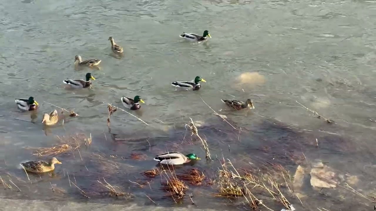 Patke u rijeci Bosni Maglaj