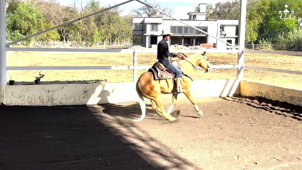 C13P6 EL CAMINO AL FUTURITY VIP
