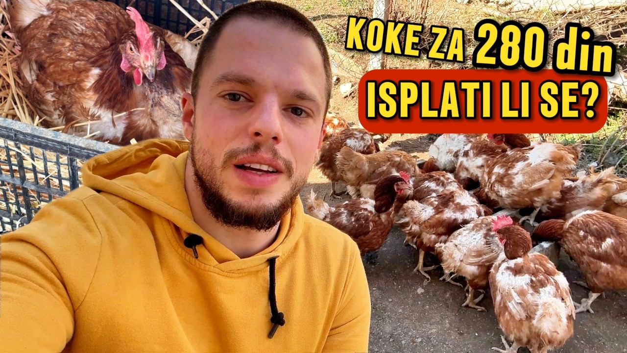 Iznošene koke za 280 dinara – isplati li se ili je bacanje para?