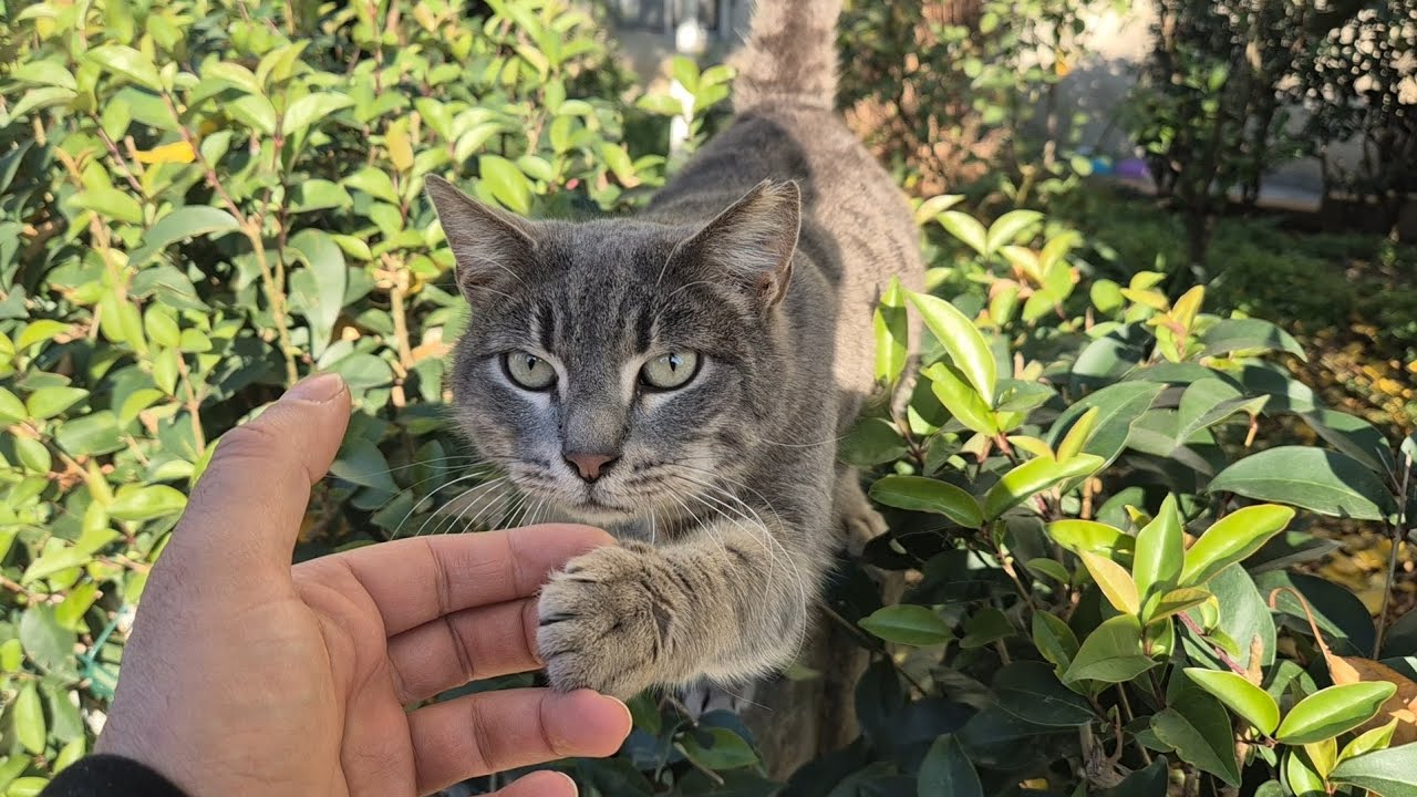Every Time I Arrive, This Stray Cat Extends Her Paw to Greet Me.