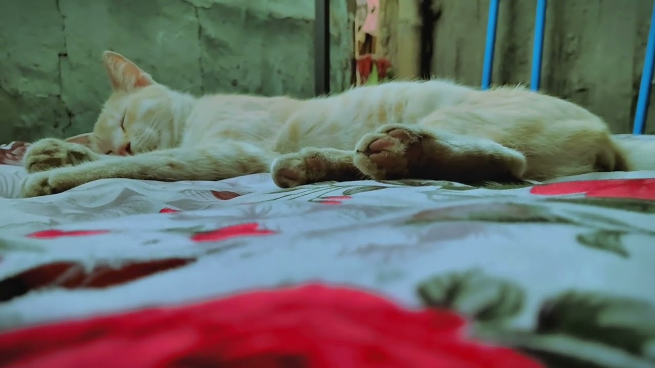 Home cat lovely sleeping video 