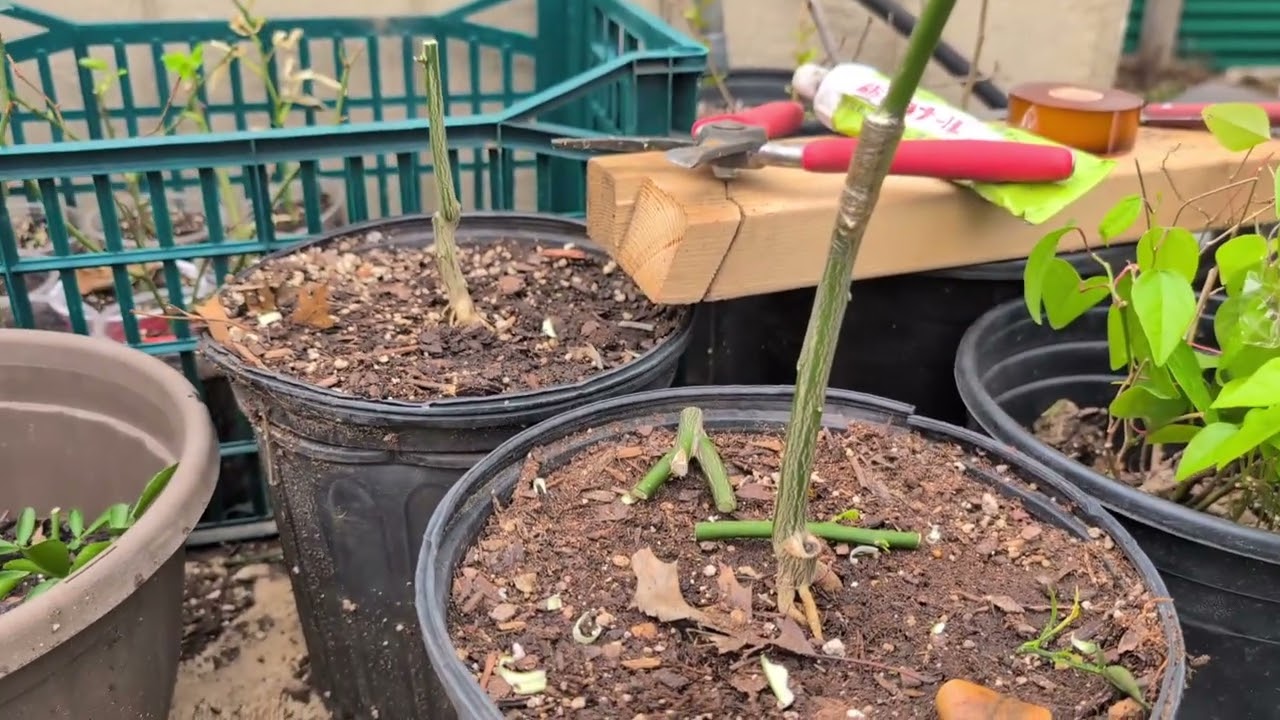 Grafting kumquat branches onto bitter lemon trunks.