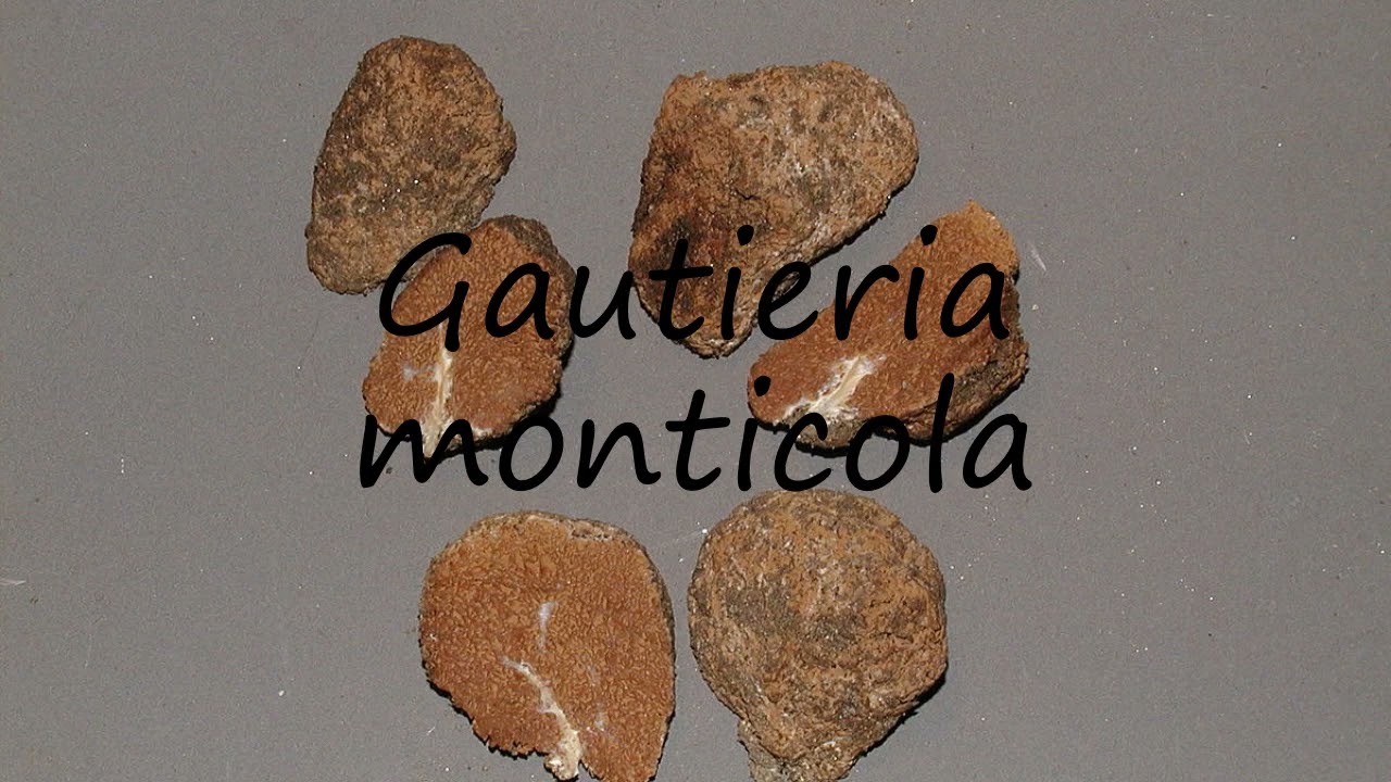 How to pronounce Gautieria monticola in English?