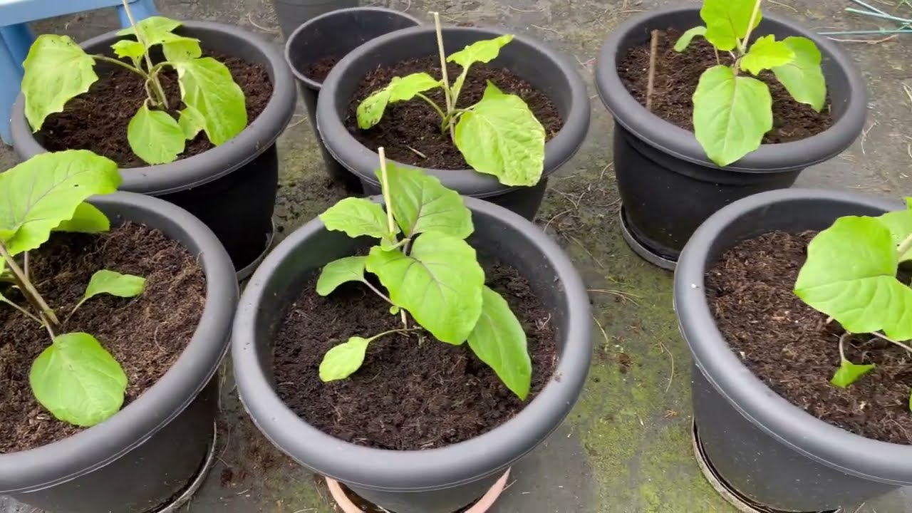 সব চারাগুলা গার্ডেনে দিয়ে দিলাম planting all the plants outdoors in the garden