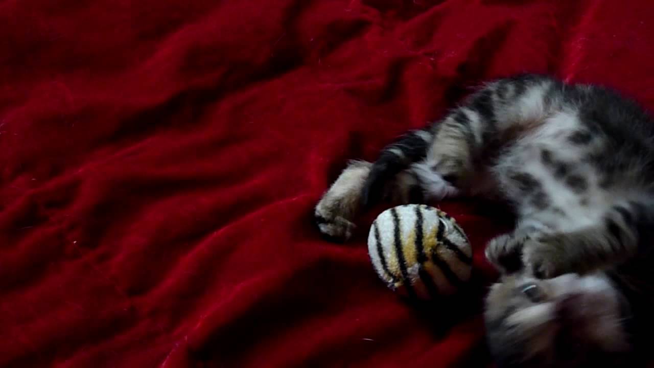 Olive's kittens at 5 1/2 weeks
