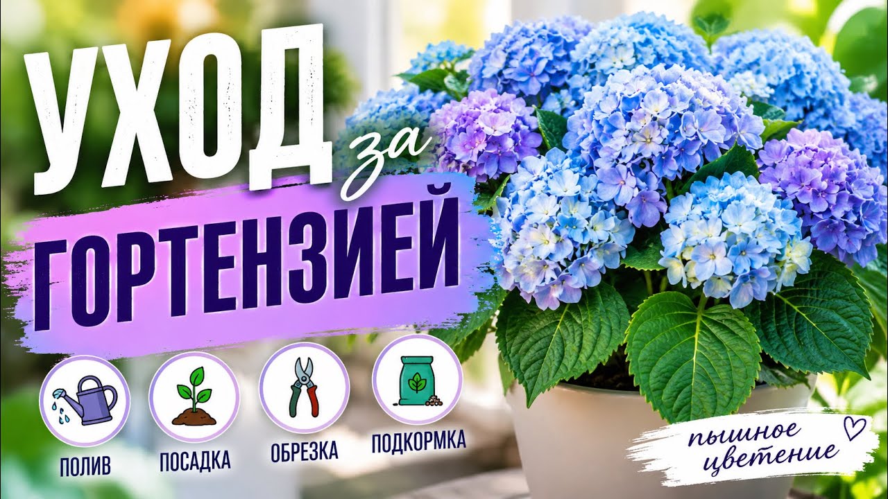 Гортензия уход в домашних условиях. Пересадка после покупки#гортензии #гортензия #цветыдлядома
