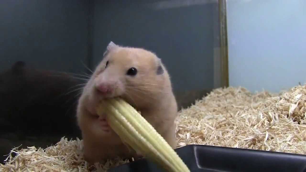 Hamster macht sich die Backen voll!! NOM NOM NOM