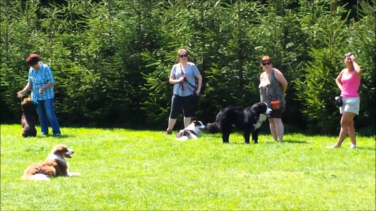 Hundeschule Loewenzahn 