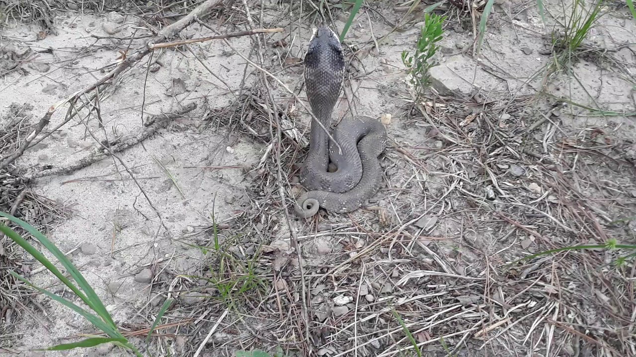 arkansas snake encounters. hog nose spreading adder