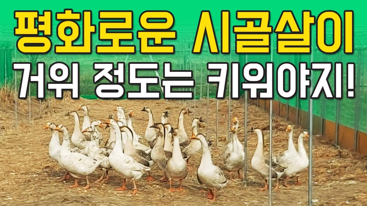 시골일상 | 거위키우기 | 거위밥주기