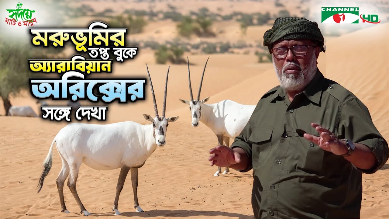অ্যারাবিয়ান অরিক্সের রহস্যময় দুনিয়া! মরুভূমির মধ্যে এক অবিস্মরণীয় অভিজ্ঞতা | Shykh Seraj | Channel i