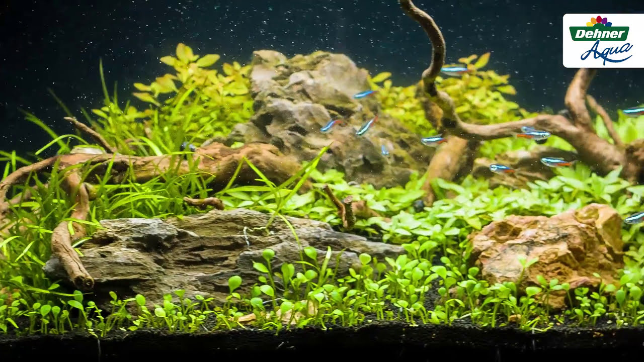 Kleines Aquarium einrichten 🐠 Aquarium bepflanzen 🌿 Dehner Aqua Start 60