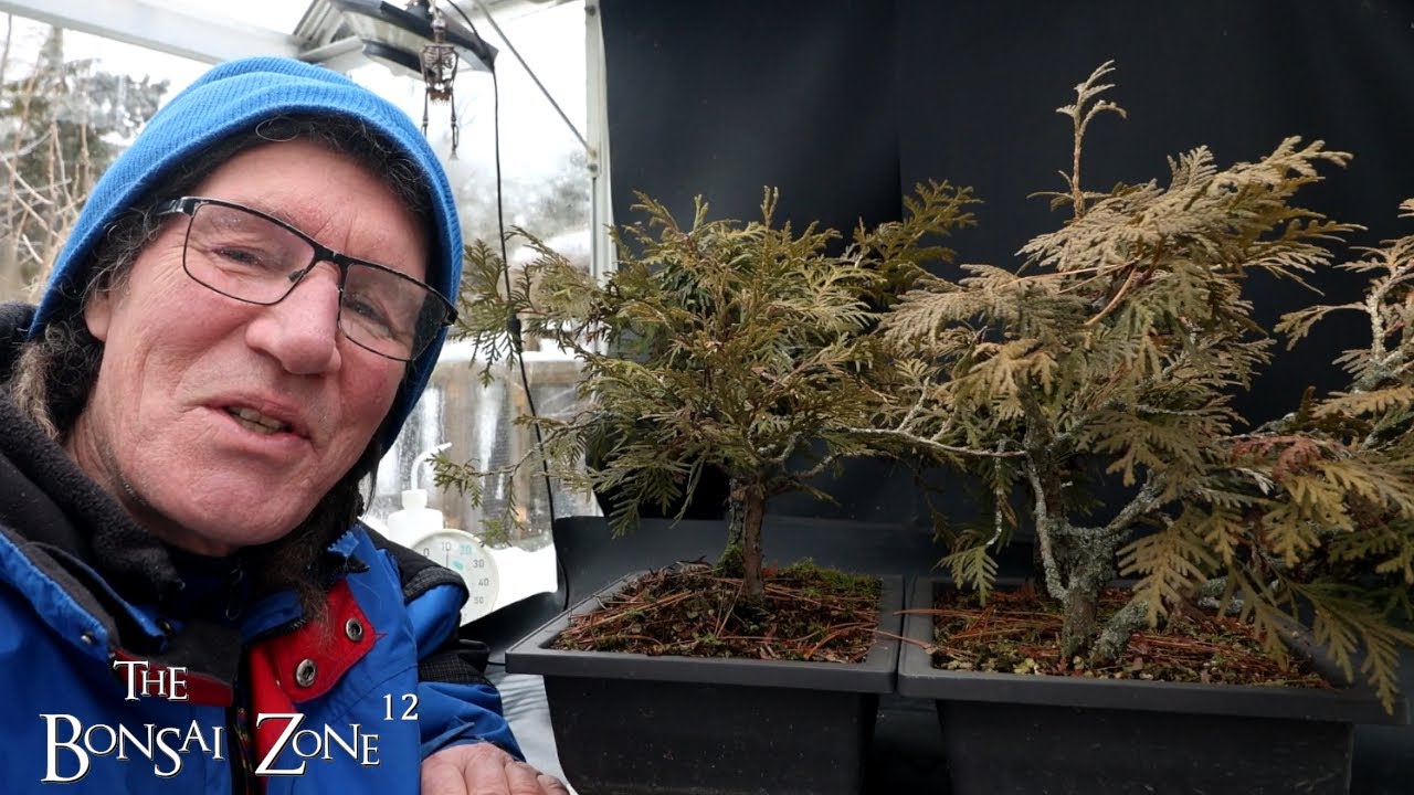Pruning Four Small Cedars, The Bonsai Zone, December 2025