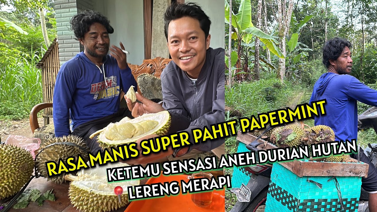 DURIAN HUTAN LERENG MERAPI RASA MANIS PAHIT POLL