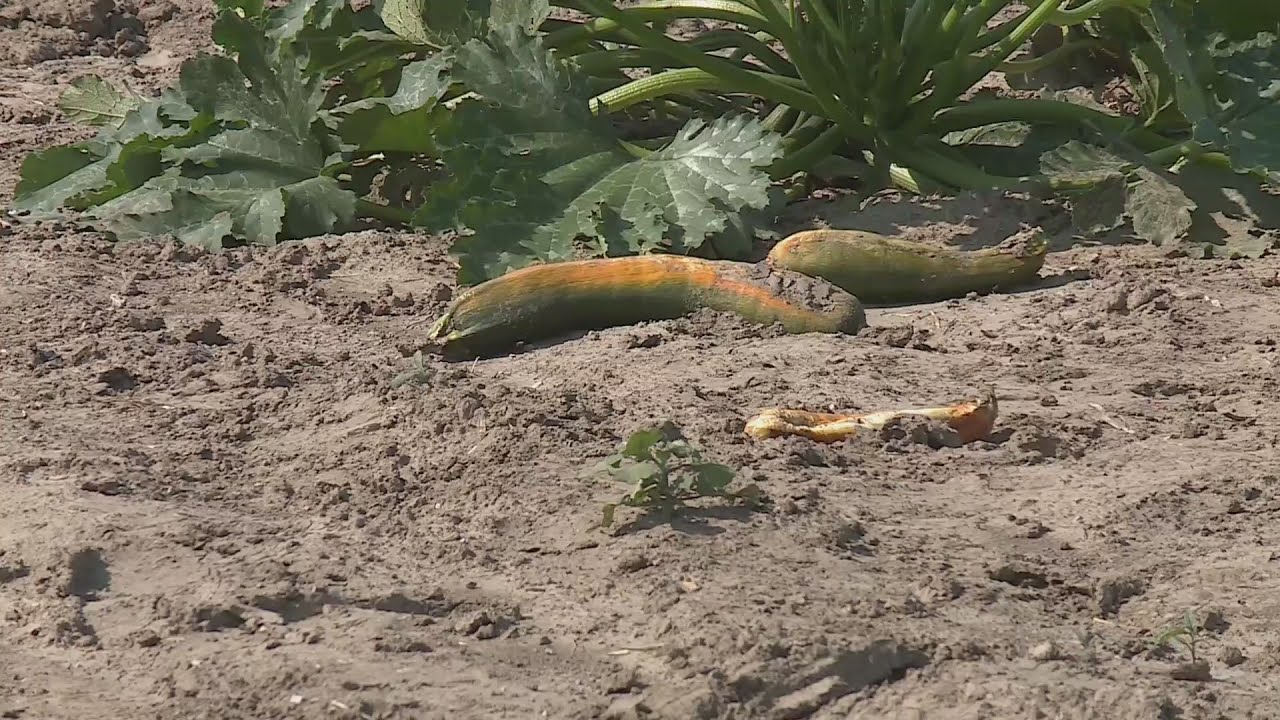 How the summer heat impacting Missouri farmers market