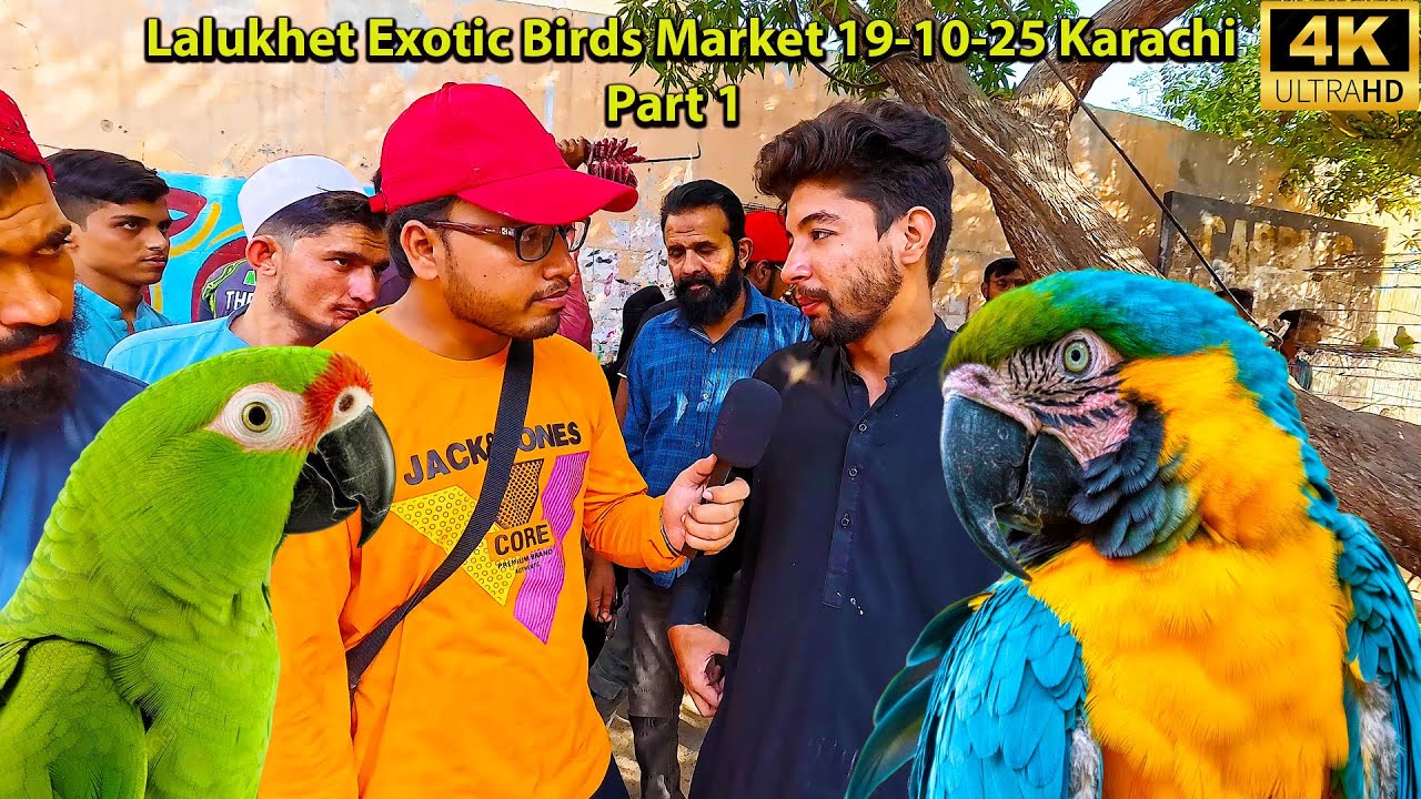 Lalukhet Exotic Birds Market 19-10-25 Part 1 Karachi | Hen and Rooster Unique Parrots and Birds