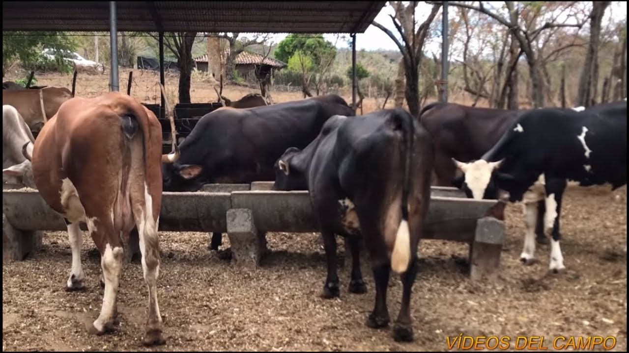 Visitando un corral de vacas lecheras en San Miguel ( El Salvador )