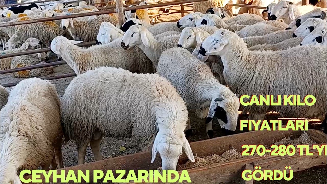 13.03.2026 CEYHAN HAYVAN PAZARI #kurbanlık #koyun #toklu #hayvanpazari#kuzu#öneçıkar #yavruhayvanlar