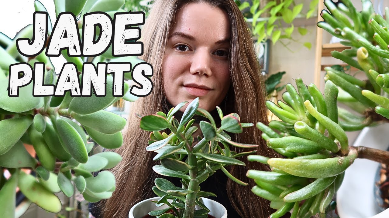TOUR My Crassula Collection | Jade House Plant Collection | Care Tips